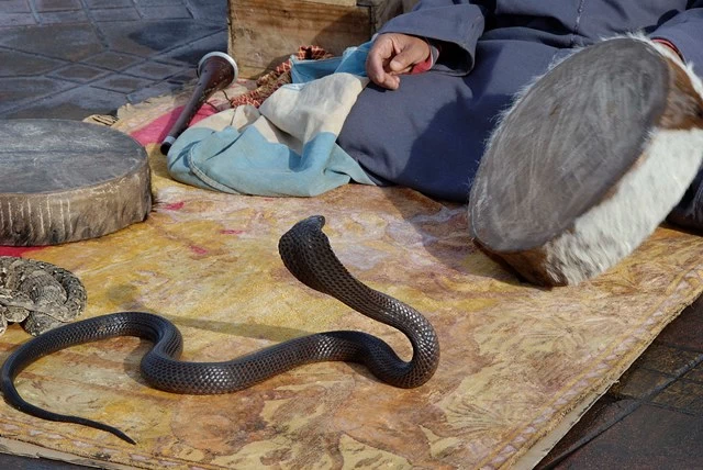 Jemaâ el Fna Charmeur de serpent (Cobra d’Egypte) – photo M. Six –