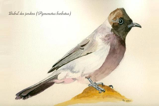 Bulbul des jardins (Pycnonotus barbatus) – aquarelle R. Six