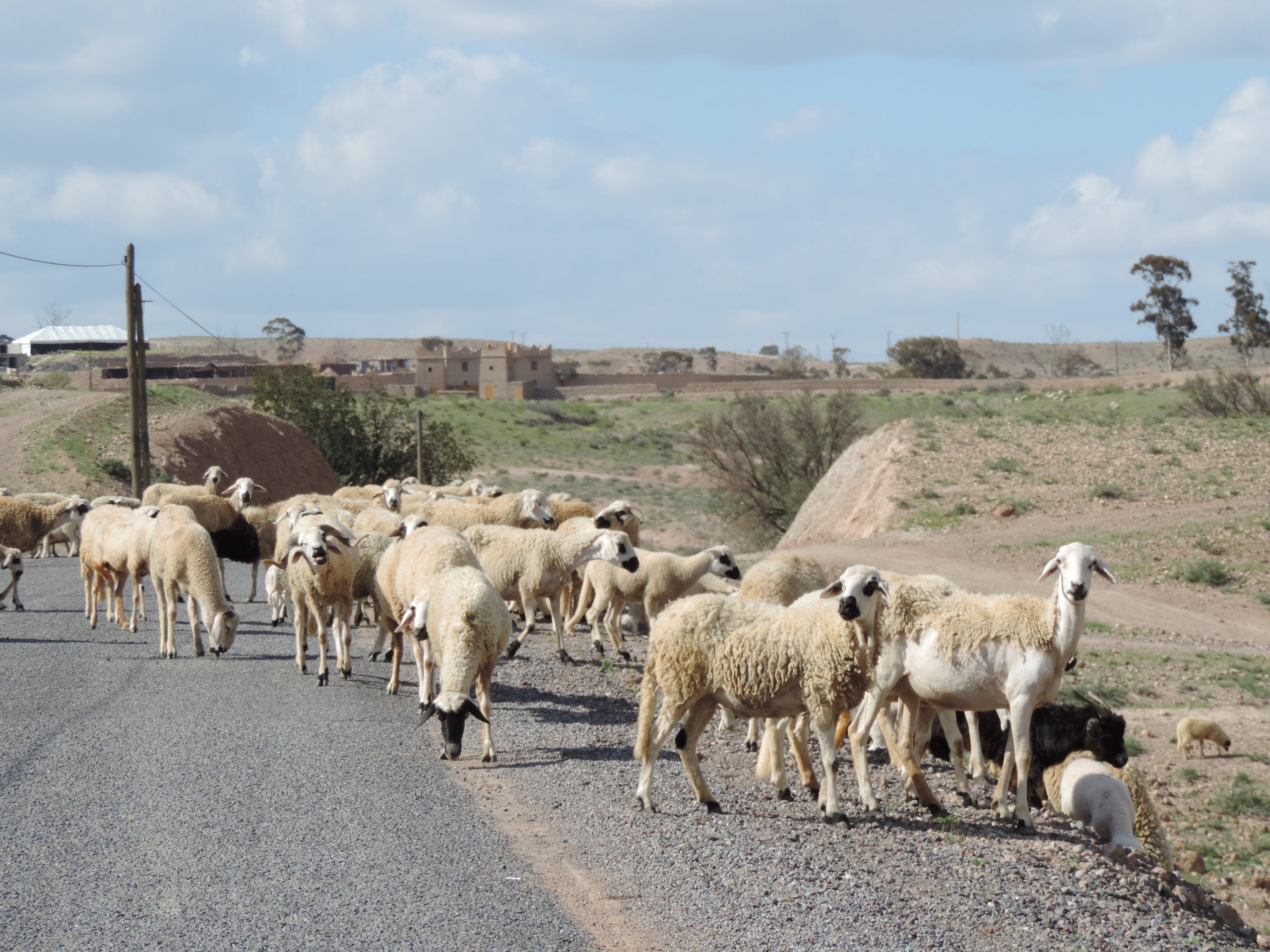 Troupeau de moutons au lac Lalla Takerkoust, Marrakech excursion