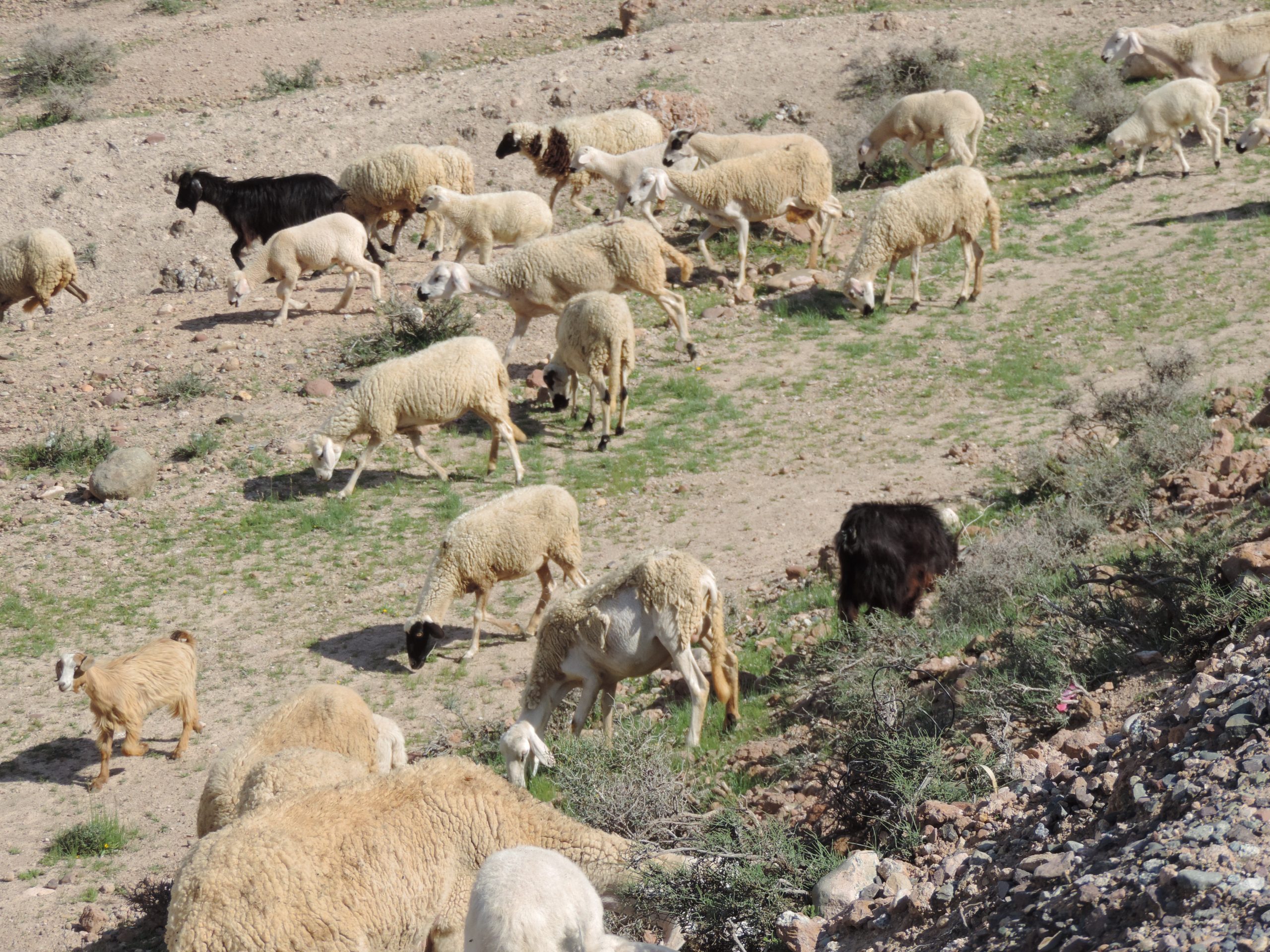 Troupeau de moutons, Marrakech excursion