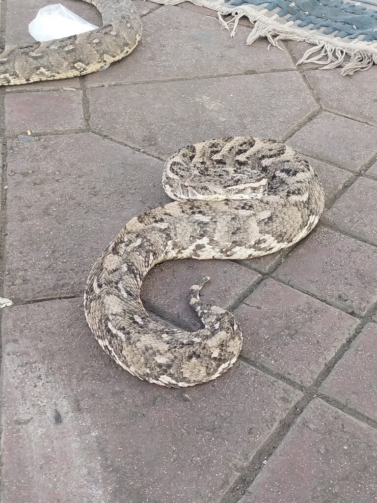 Marrakech, Jemaâ el Fna serpent tradition